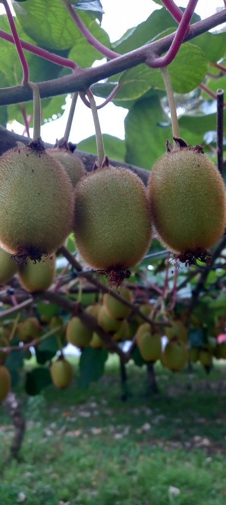 KiwiFruit hanging from tree